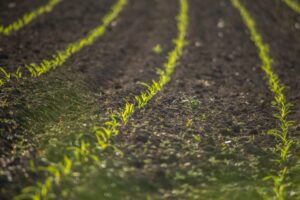 buying farmland illustrated by a farm field